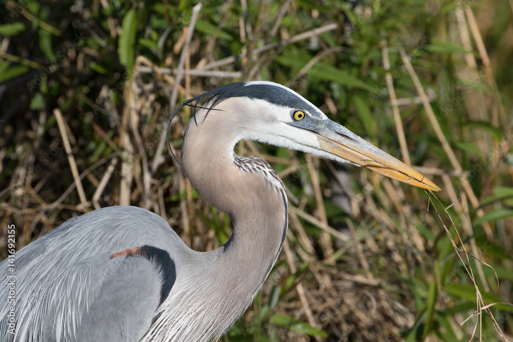 Great Blue Heron Nest building at Viera Wetlands in Florida Great Blue Heron Nest building at Viera Wetlands in Florida