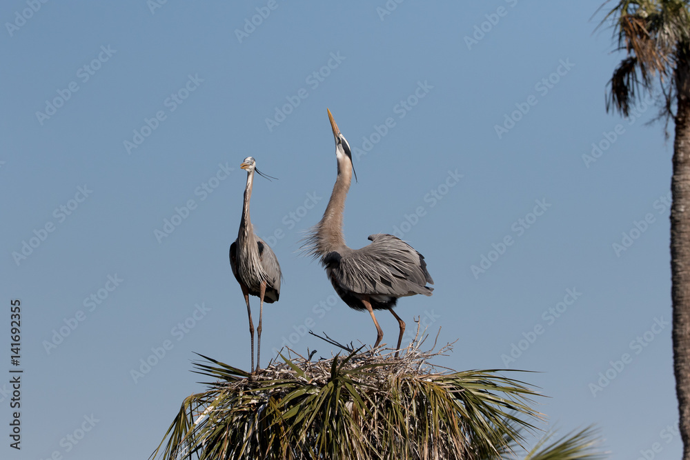 Fototapeta premium Great Blue Heron Nest building at Viera Wetlands in Florida