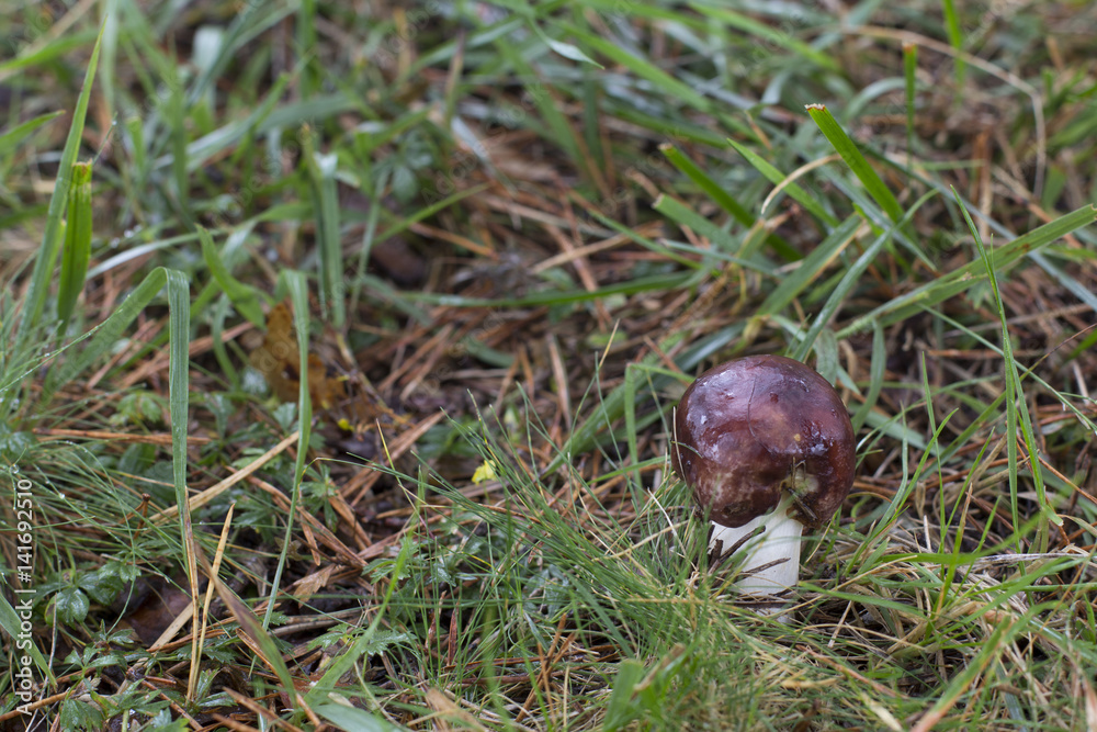 Mushroom Mushroom