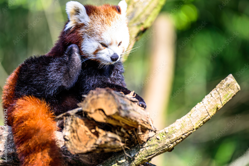Obraz premium Little Panda scratching his head