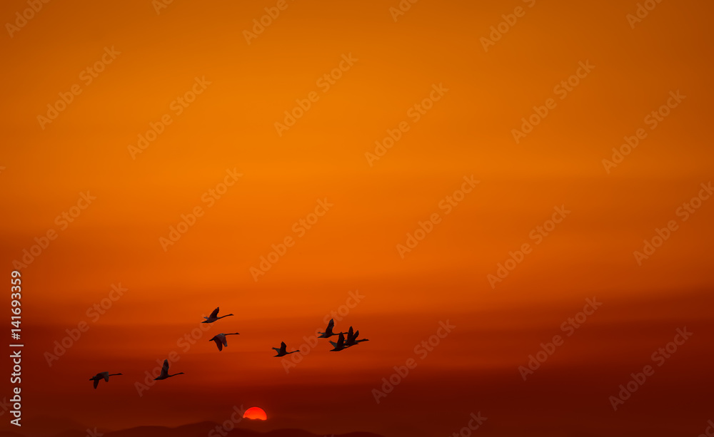 Birds flying at sunrise or sunrise rural landscape