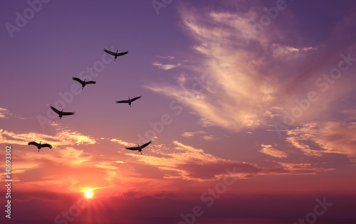 Birds at sunrise spring or autumn concept