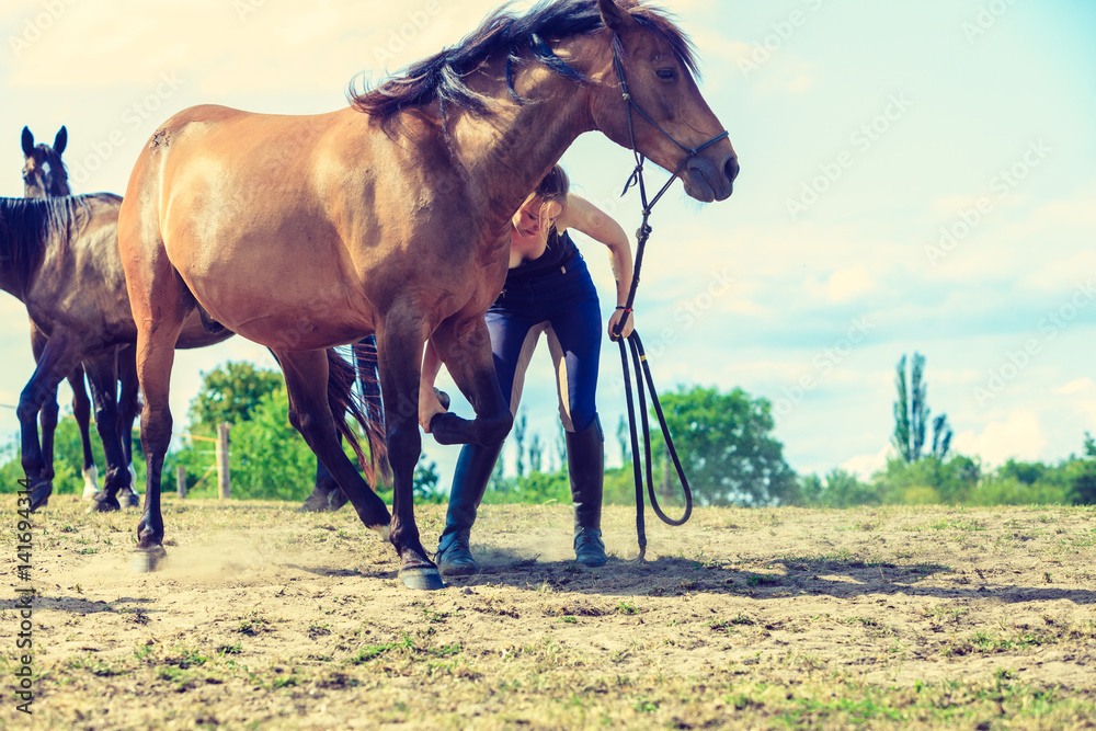 Obraz premium Jockey woman taking care of horse