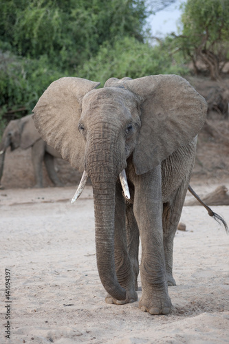 Kenya  Africa