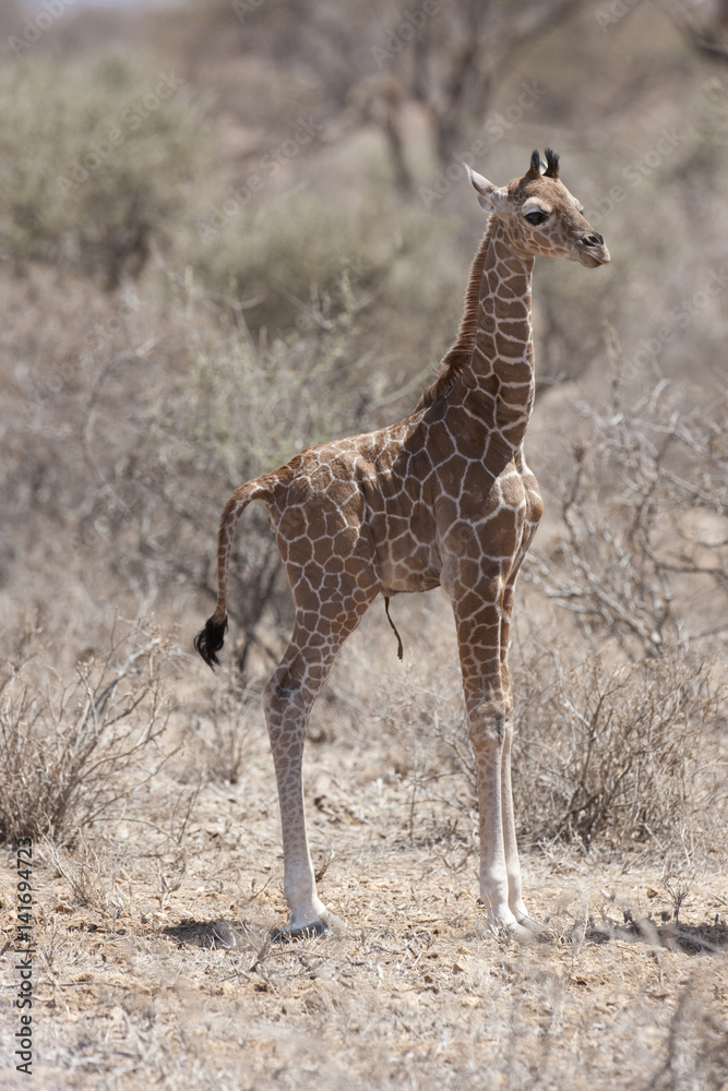 Fototapeta premium Kenya, Africa
