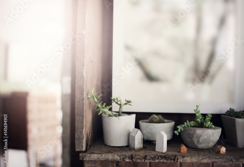 Domestic cactus.Summer flower decoration hipster lifestyle selective focus and shallow depth of field.