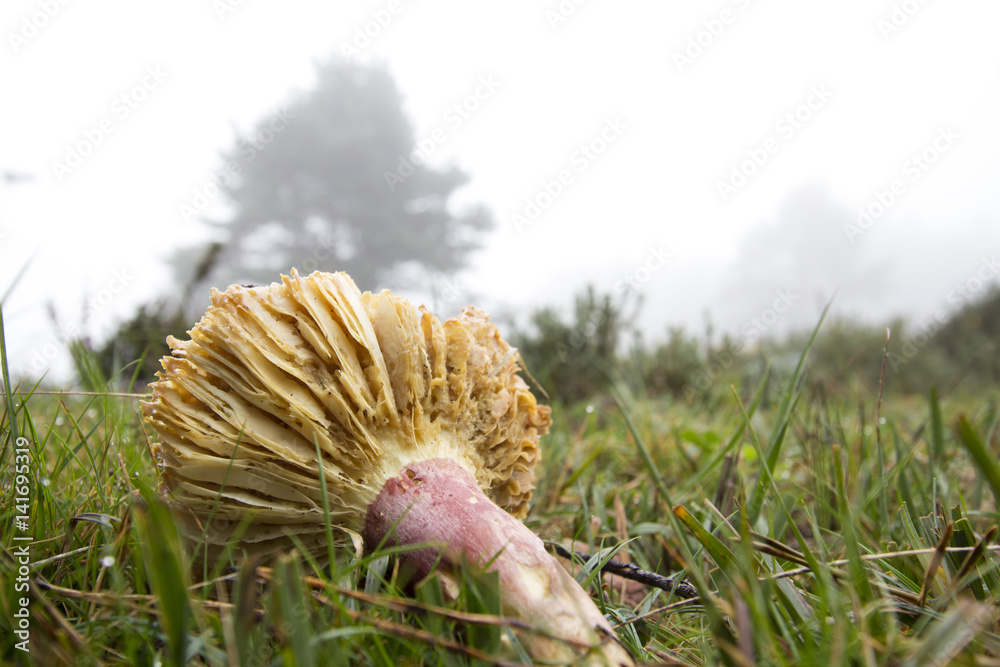 Mushroom Mushroom