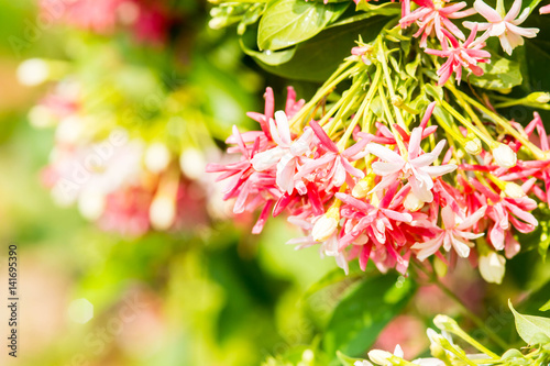 Photography close up of red and white flower(Chinese honey Suckle, Rangoon Creeper, Drunken