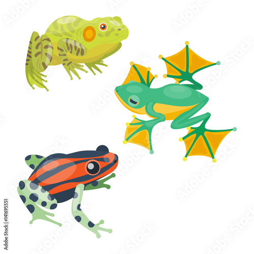 Frog cartoon tropical animal cartoon nature icon funny and isolated mascot character wild funny forest toad amphibian vector illustration.