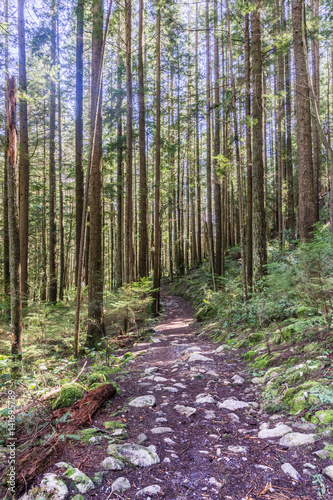 Trail through tall trees in a wet forest Cypress Falls Park British Columbia Canada