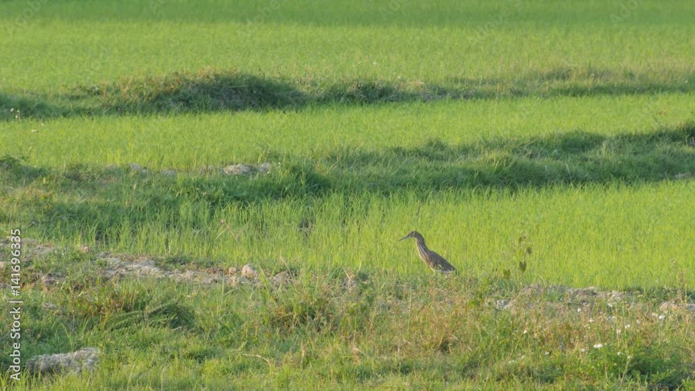 Cinnamon Bittern bird is scouting in the green paddy field Cinnamon Bittern bird is scouting in the green paddy field