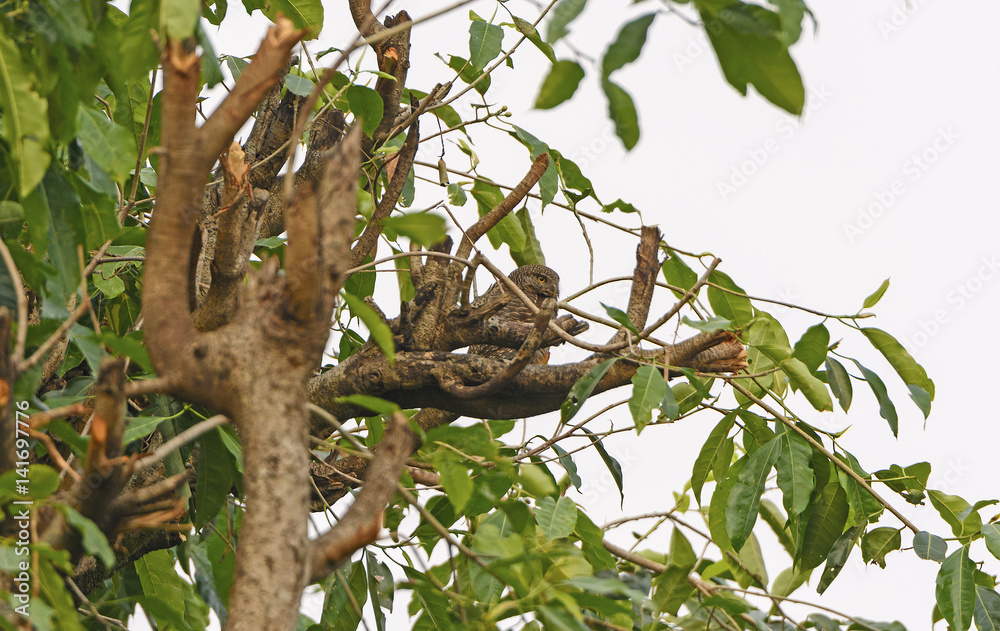 Asian Barred Owlet in a Tree