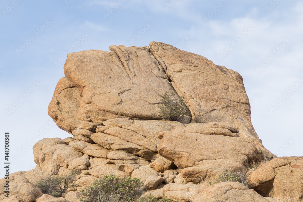 Joshua Tree Joshua Tree
