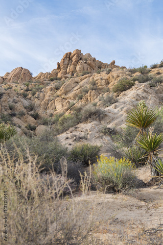 Joshua Tree