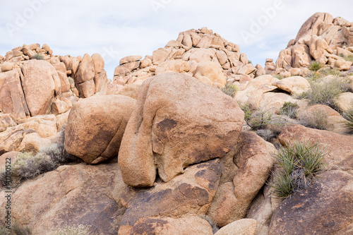 Joshua Tree