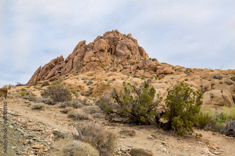 Joshua Tree Joshua Tree