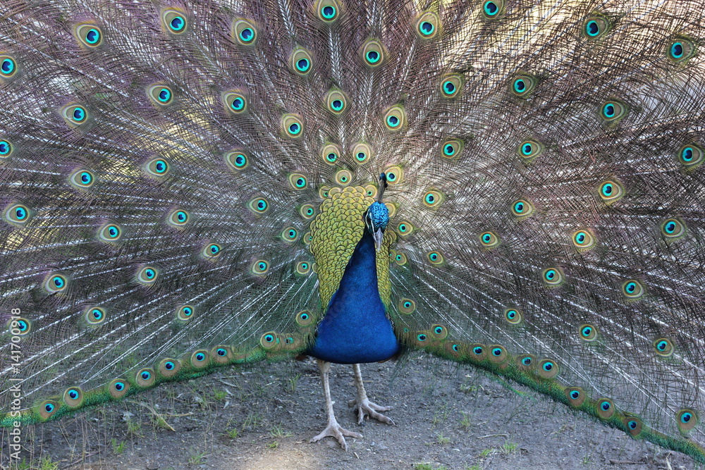 Obraz premium Peacock on full display