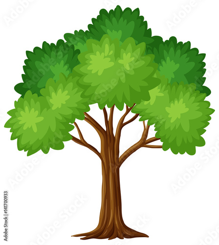 Green tree on white background