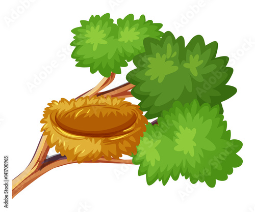 Bird nest on the branch