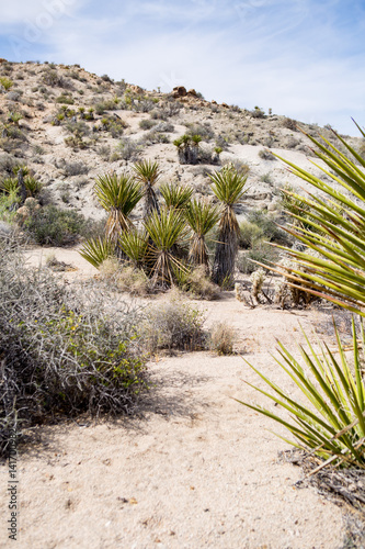 Joshua Tree