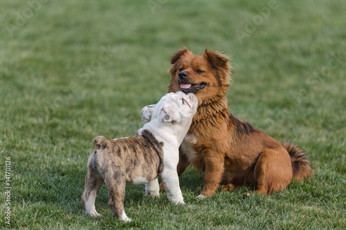 Happy pet dogs playing on Grass in a park.