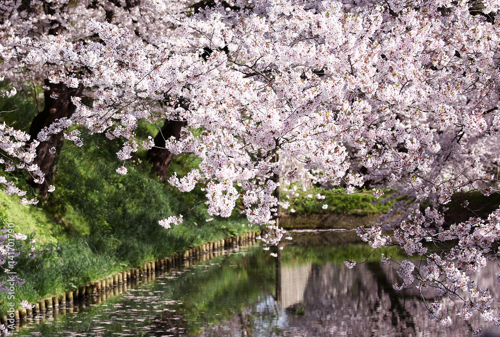 桜風景 桜風景