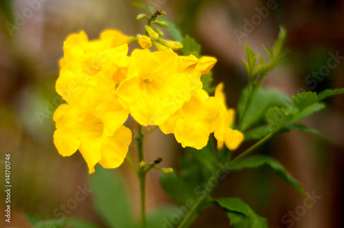 large cluster of Yellow elder flower