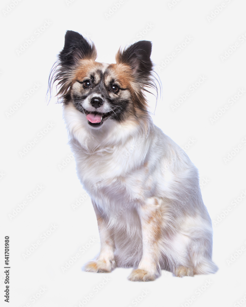 Papillon Papillon