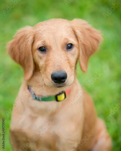 Golden Retriever Dog Portrait