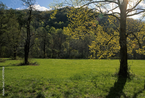 Tree, Sunny Meadow, Great Smoky Mountains NP
