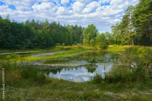 Fototapeta Naklejka Na Ścianę i Meble -  Small dry lake in the woods hot summer