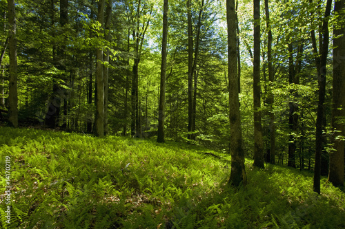 Meadow of Ferns, Pisgah NF