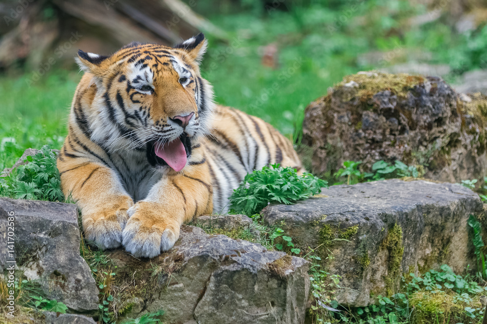 Young bengal tiger lying on the grass and shows his paws Young bengal tiger lying on the grass and shows his paws