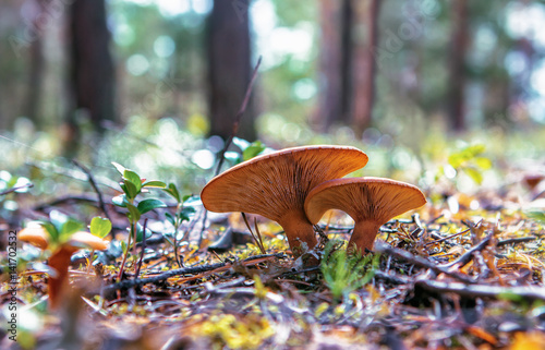 Mushrooms Growing In The Forest