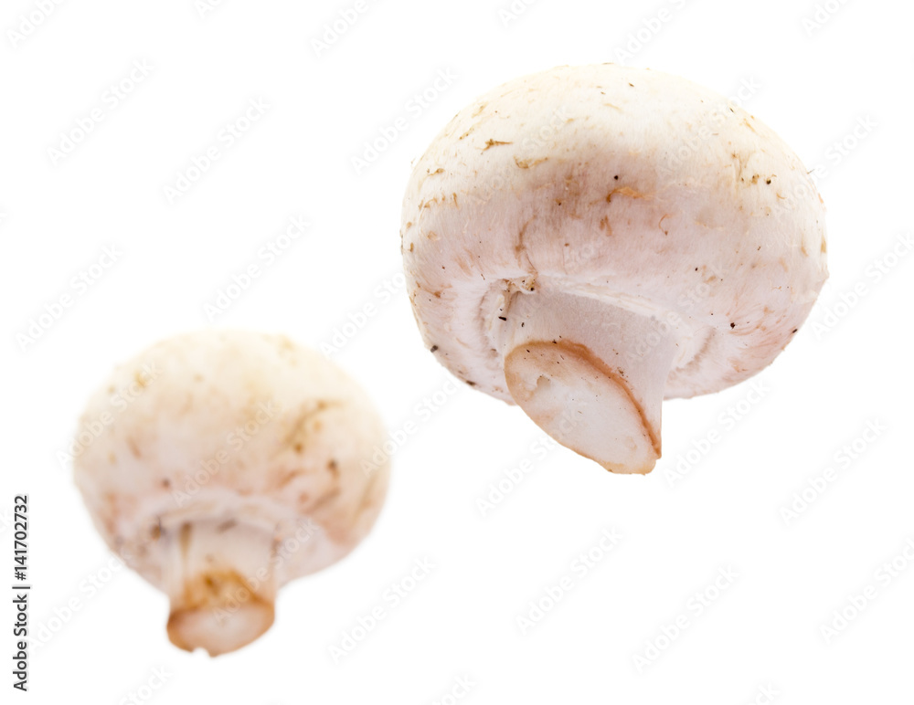 White mushrooms champignons White mushrooms champignons