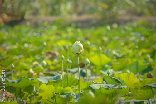 White Lotus flower in pond