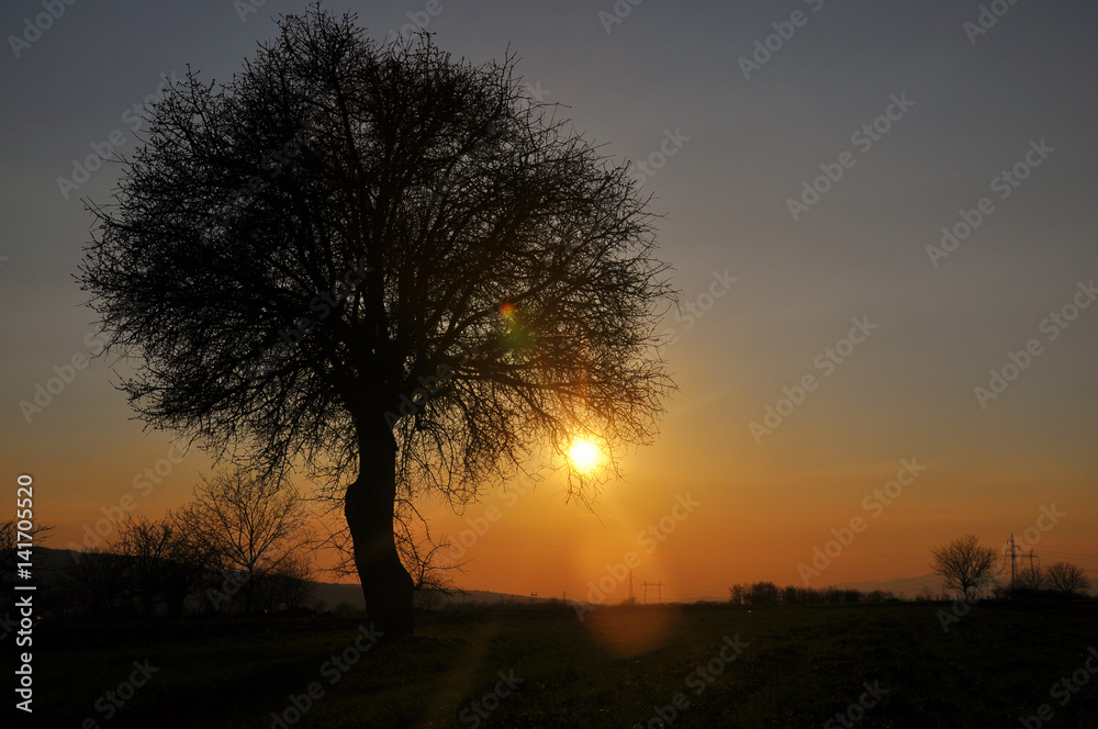 Silhouette of big tree in sunset. Single tree in Valley