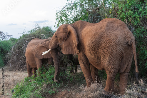 Family of elephants near a tree. Kenya, Africa
