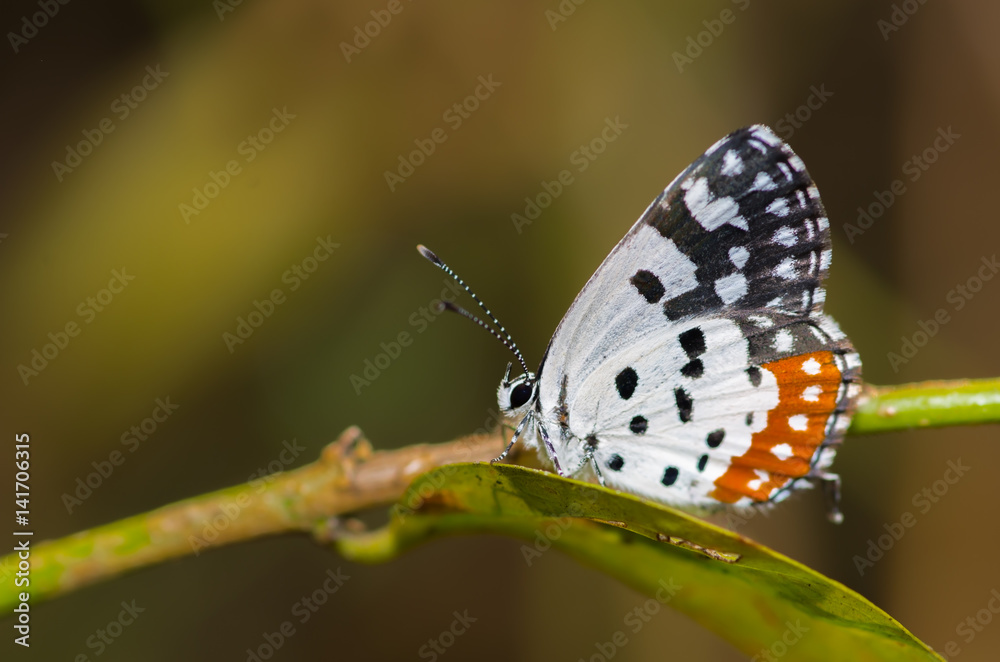 Red Pierrot Butterfly perched on a tiny plant Red Pierrot Butterfly perched on a tiny plant