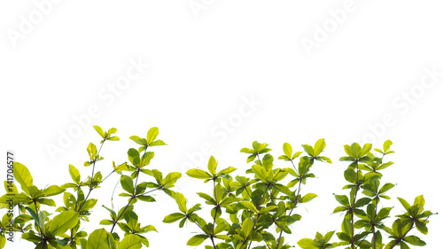 Green young leaves border on white background with copy space © ณัฐวุฒิ เงินสันเทียะ