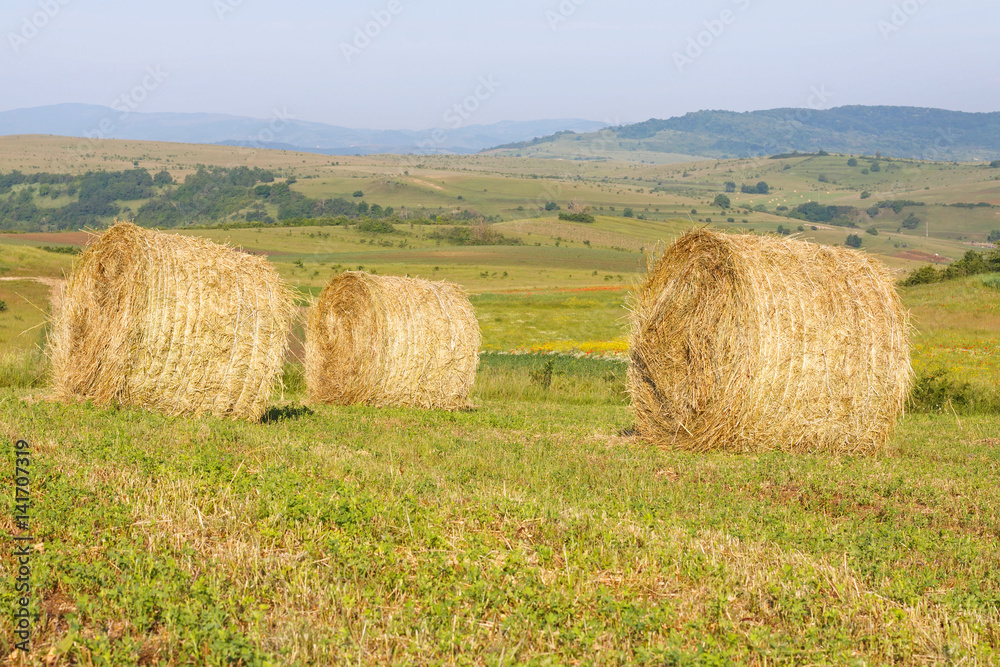 Hay fields in Transilvania