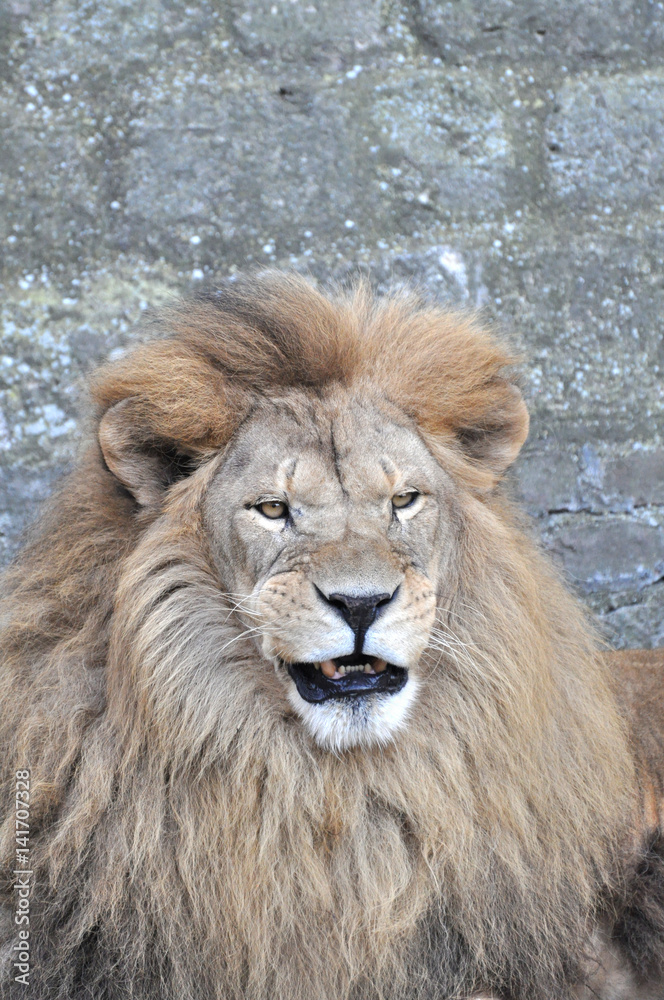 The face portrait of a  roaring lion. The most dangerous and mighty predator of the world. 