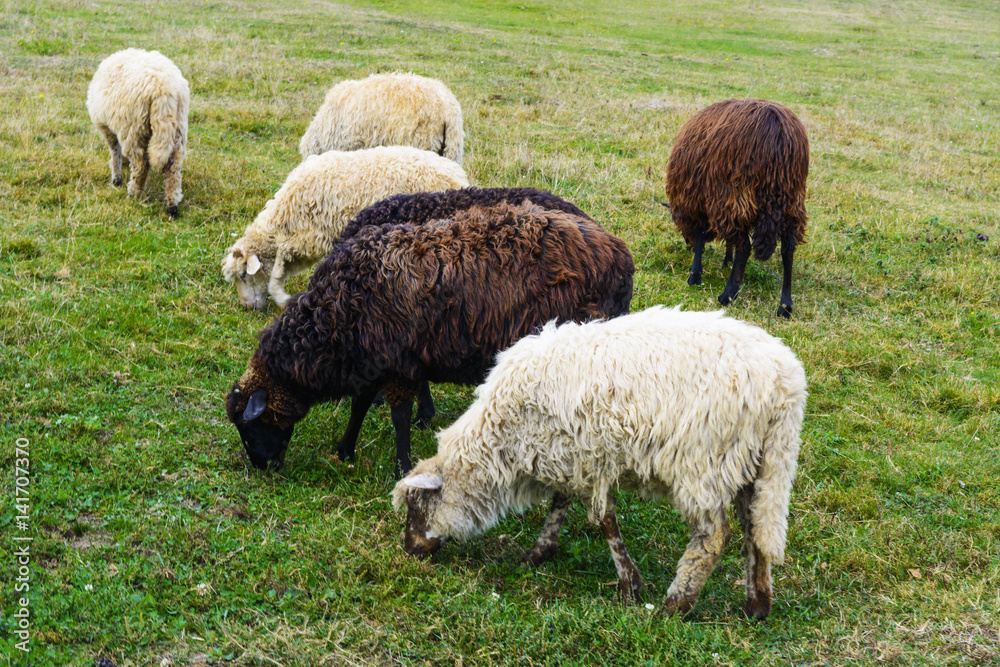 Fototapeta premium Sheep - this is a domesticated form of wild mountain sheep