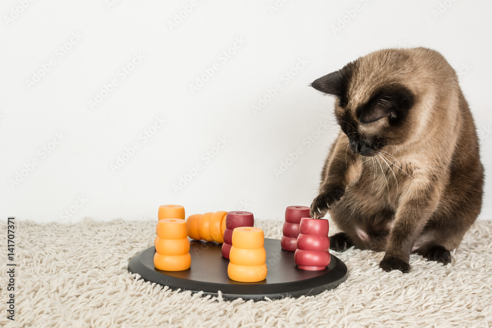 Fototapeta premium Clever siamese cat solving pet puzzle to get to the treats.