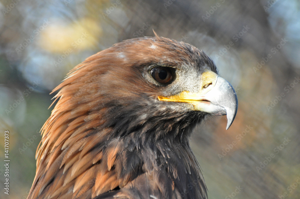 Portrait of Golden Eagle (Aquila chrysaetos). Golden eagle close-up, mighty eagle Portrait of Golden Eagle (Aquila chrysaetos). Golden eagle close-up, mighty eagle