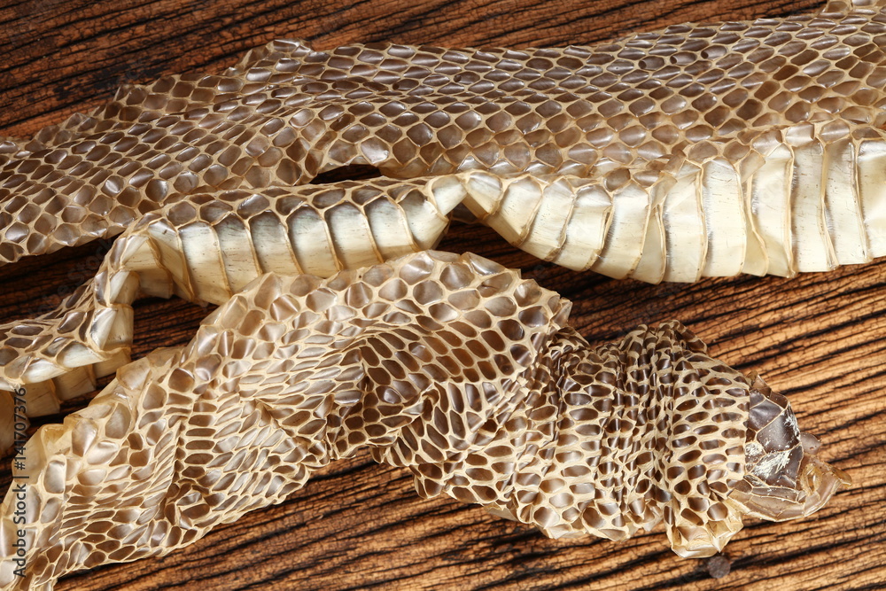 Snake slough put on hard wood background represent the animal and texture surface background concept related idea. Snake slough put on hard wood background represent the animal and texture surface background concept related idea.