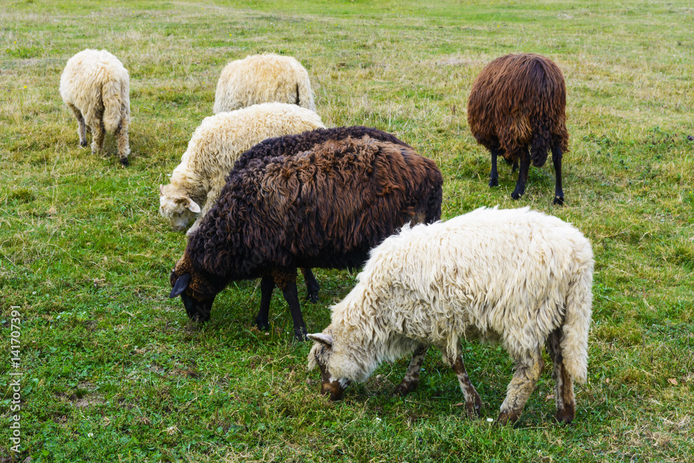 Sheep - this is a domesticated form of wild mountain sheep Sheep - this is a domesticated form of wild mountain sheep