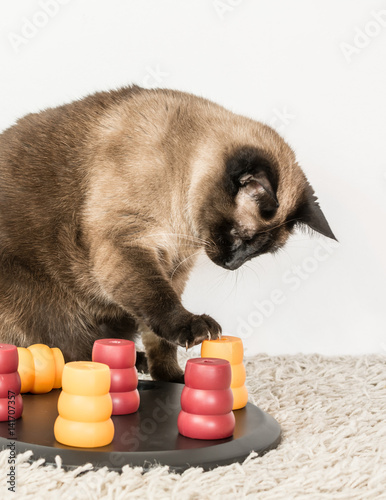 Clever siamese cat solving pet puzzle to get to the treats - vertical.