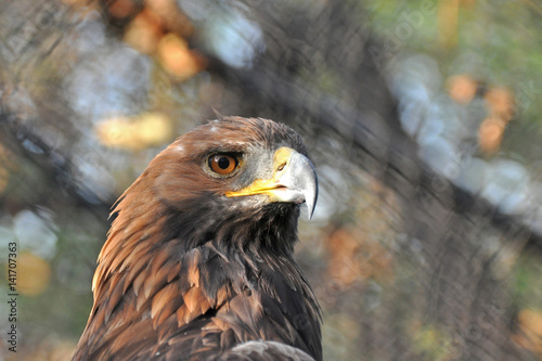 Portrait of Golden Eagle  Aquila chrysaetos . Golden eagle close-up  mighty eagle