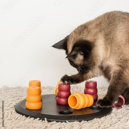 Clever siamese cat solving pet puzzle to get to the treats - square.